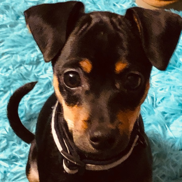 Meet your Posher, Dori - Picture 2 of 2